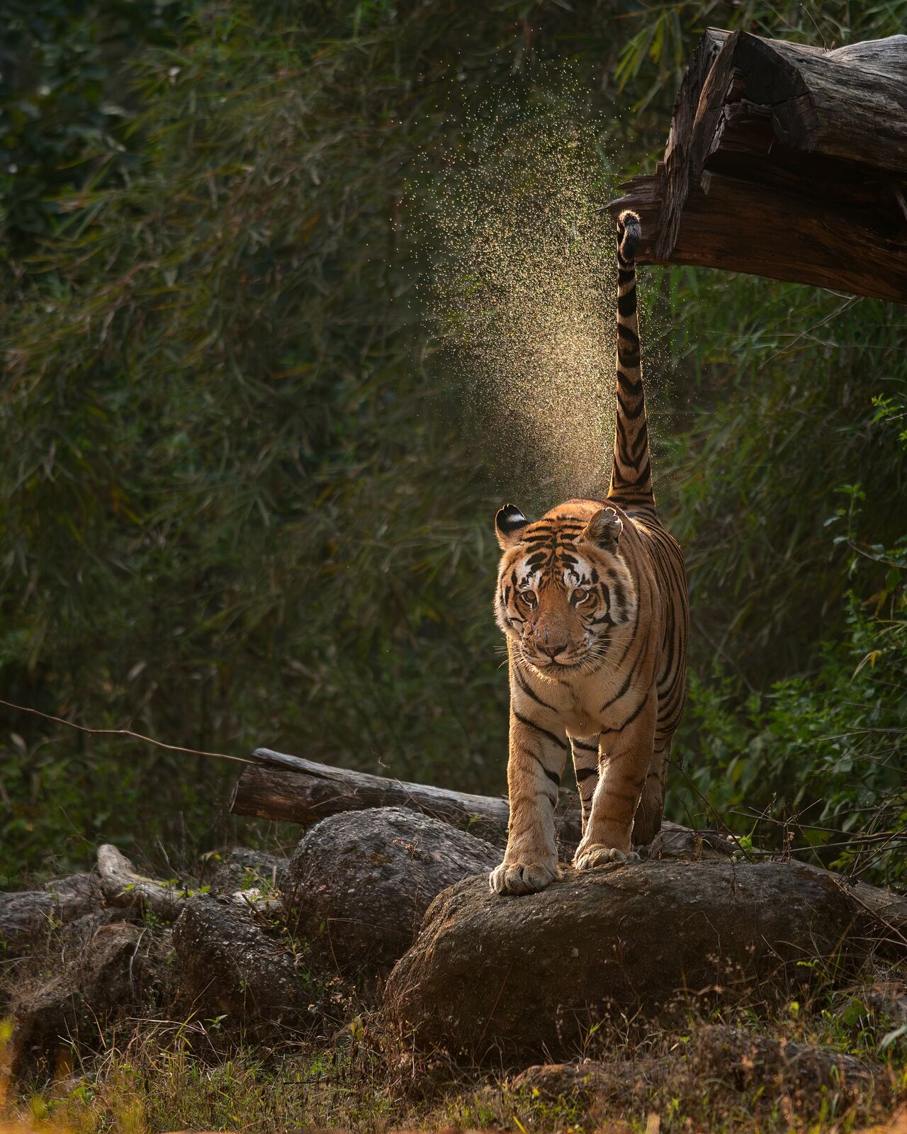 Kanha zone, Kanha National Park